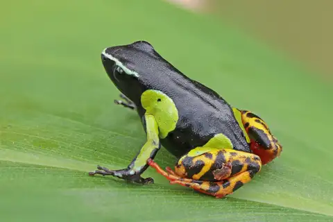 Baron's Mantella