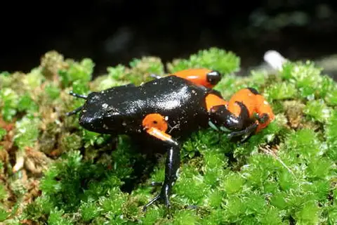 Cowan's Mantella