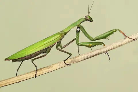 European Mantis