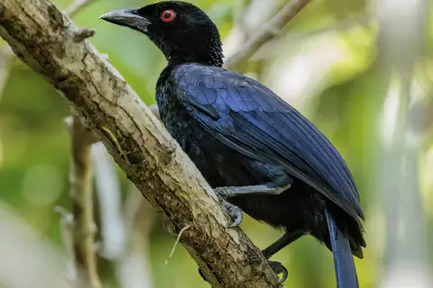 Glossy-mantled Manucode
