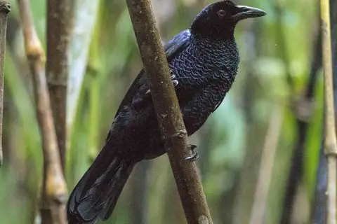 Crinkle-collared Manucode