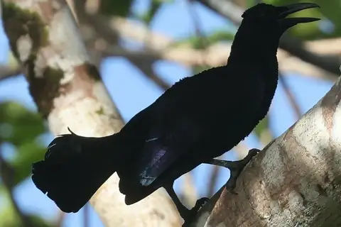 Curl-crested Manucode