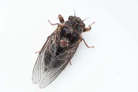 Campbell's Cicada
