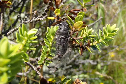 Screaming Cicada