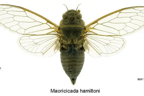 Hamilton's Cicada