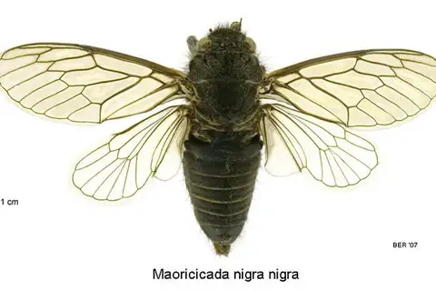 Subnival Cicada