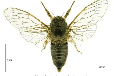 Speargrass Cicada