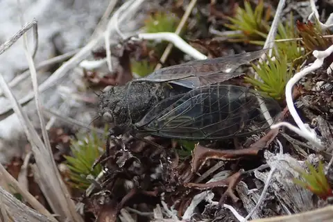 Southern Dusky Cicada