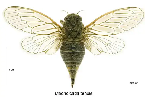 Northern Dusky Cicada