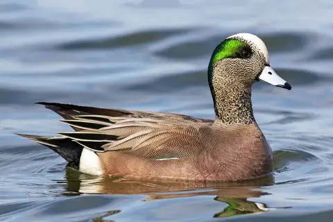 American Wigeon