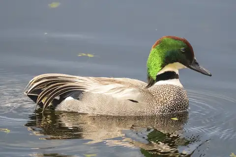 Falcated Duck