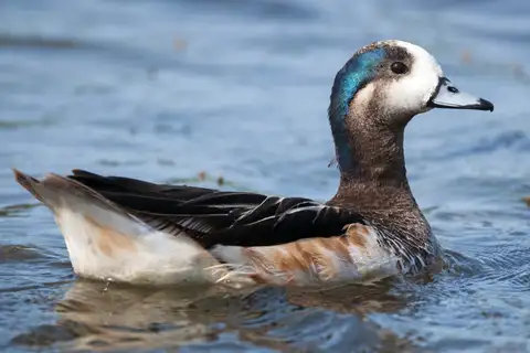 Chiloe Wigeon