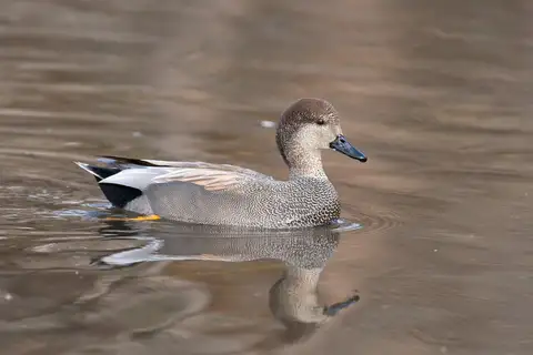 Gadwall