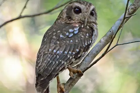 Bare-legged Owl