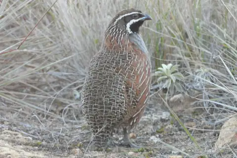 Madagascar Partridge