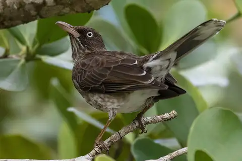 Pearly-eyed Thrasher