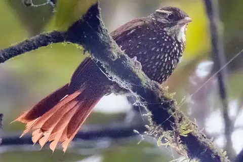 Beautiful Treerunner