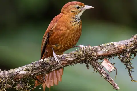Star-chested Treerunner