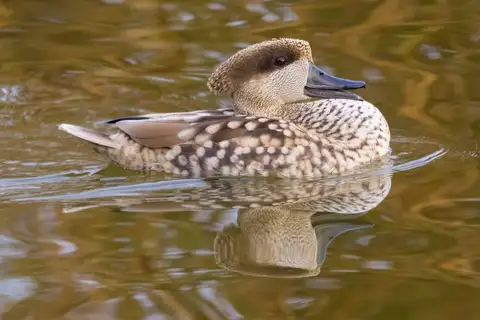Marbled Duck