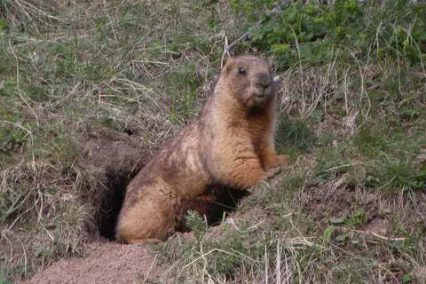Grey Marmot