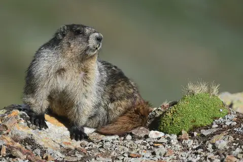 Hoary Marmot