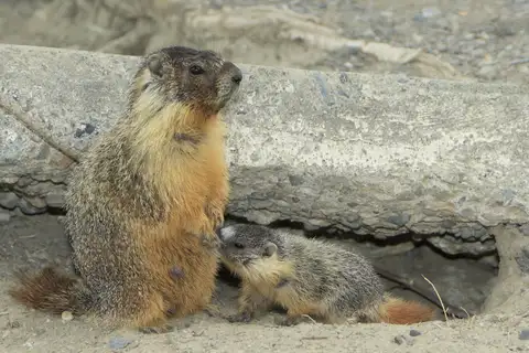 Yellow-bellied Marmot