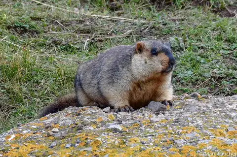 Himalayan Marmot