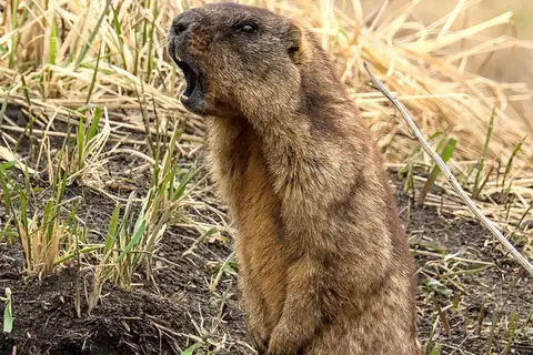 Forest Steppe Marmot