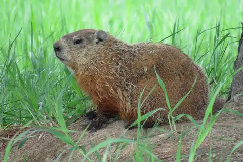 Groundhog