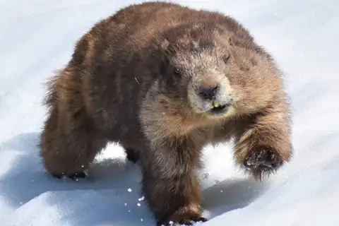 Olympic Marmot