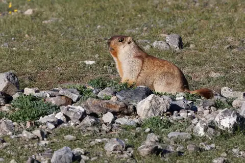 Tarbagan Marmot