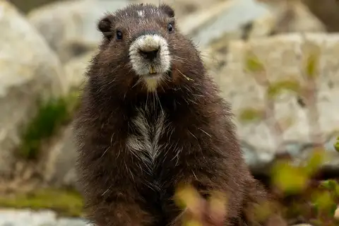 Vancouver Island Marmot