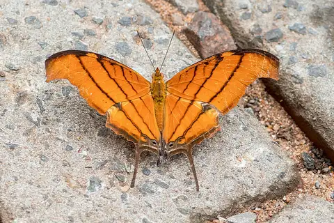 Ruddy Daggerwing