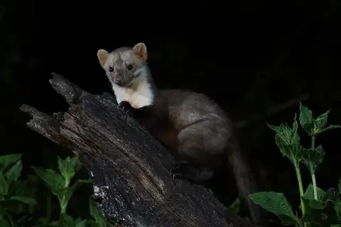 Stone Marten