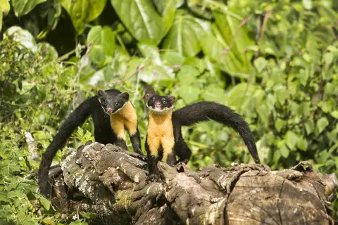 Nilgiri Marten