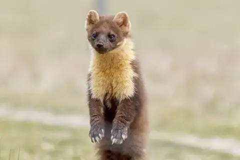 Eurasian Pine Marten