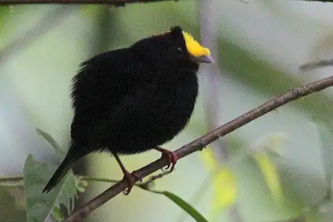 Golden-winged Manakin
