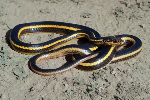 Striped Racer