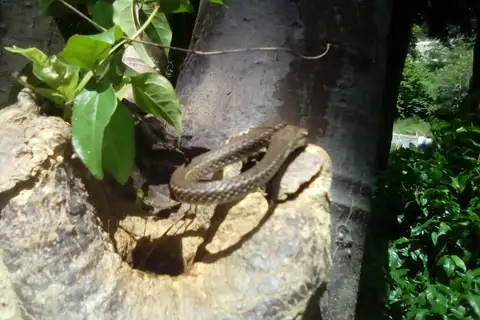 Barbour's Tropical Racer