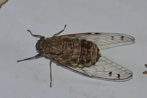 Maua quadrituberculata