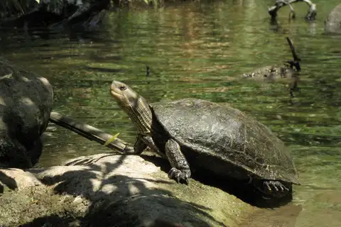 Western Caspian Turtle
