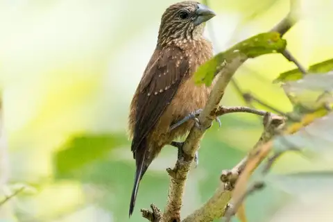 White-spotted Mannikin