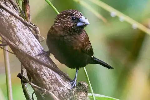 Streak-headed Mannikin