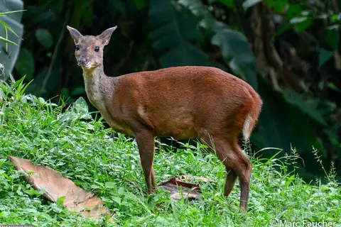 Mexican Red Brocket