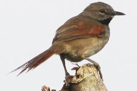 White-bellied Spinetail