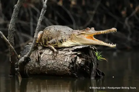 Central African slender-snouted crocodile