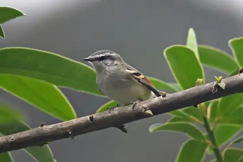 Rufous-winged Tyrannulet