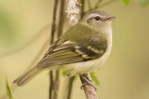 Buff-banded Tyrannulet