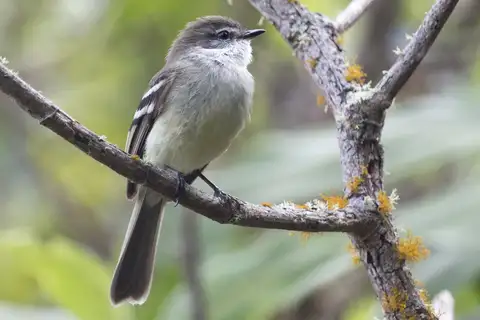 White-throated Tyrannulet