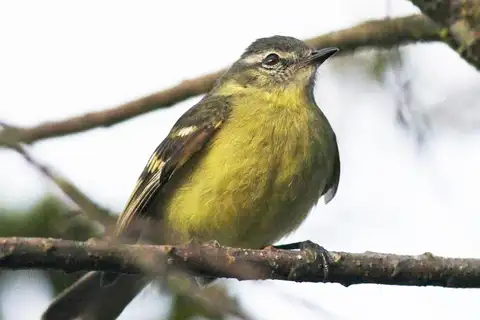 Sulphur-bellied Tyrannulet